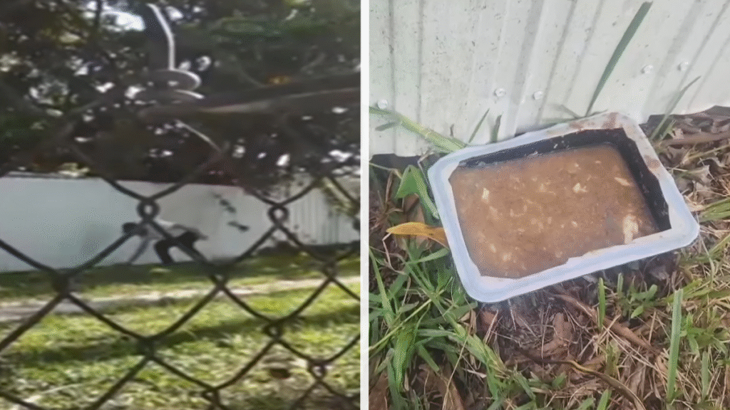 Florida Grandpa Poisons and Kills Neighbor’s Cats