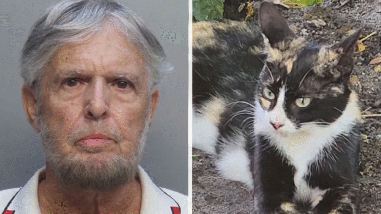 Florida Man accused of poisoning neighbor's cats
