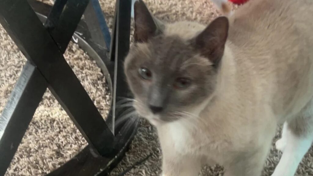 Florida Cat Euthanized