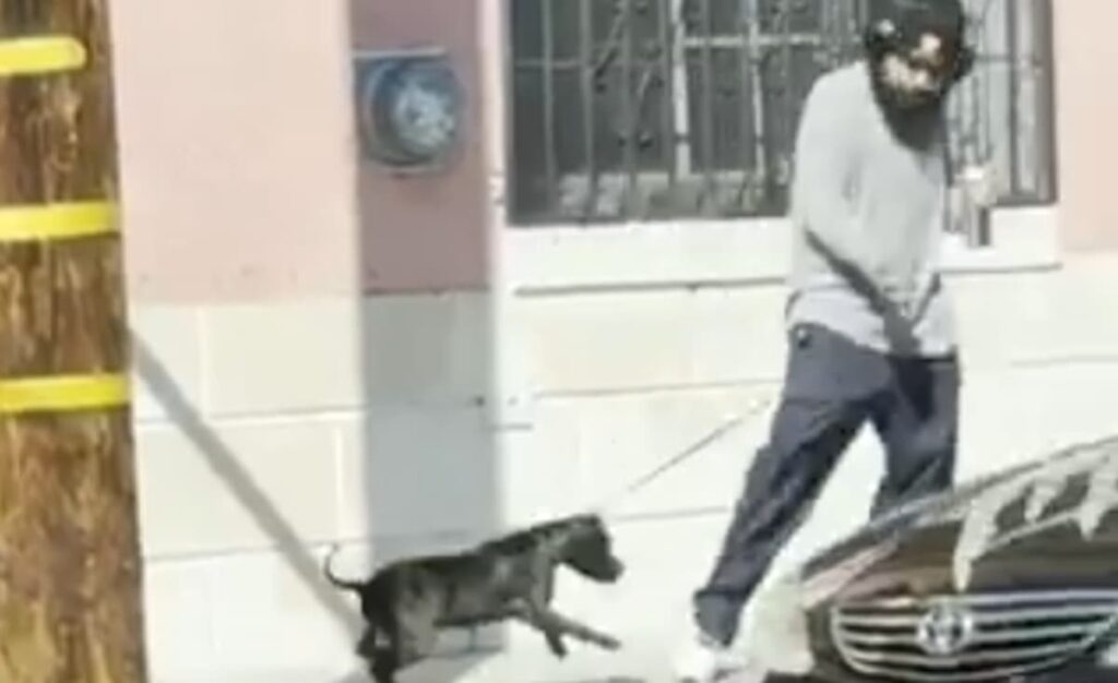 california dog walker abuse