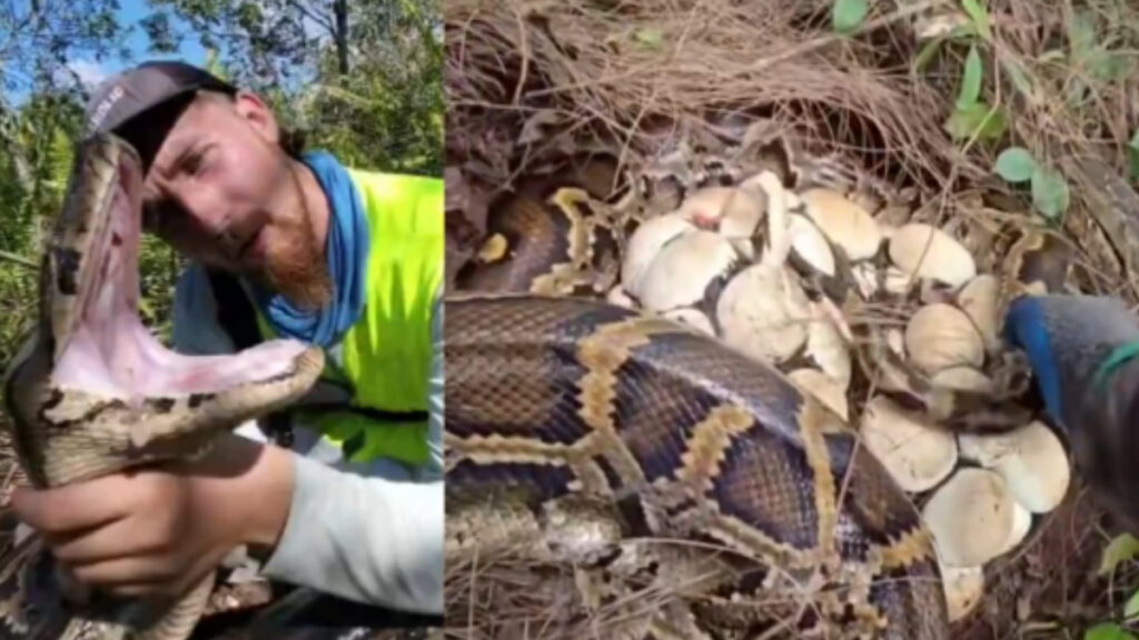Florida Python Hunters Find Two Everglades Nests With 120 Eggs: ‘An Invasive Species Going Wild’ Florida Python Hunters Find Two Everglades Nests With 120 Eggs