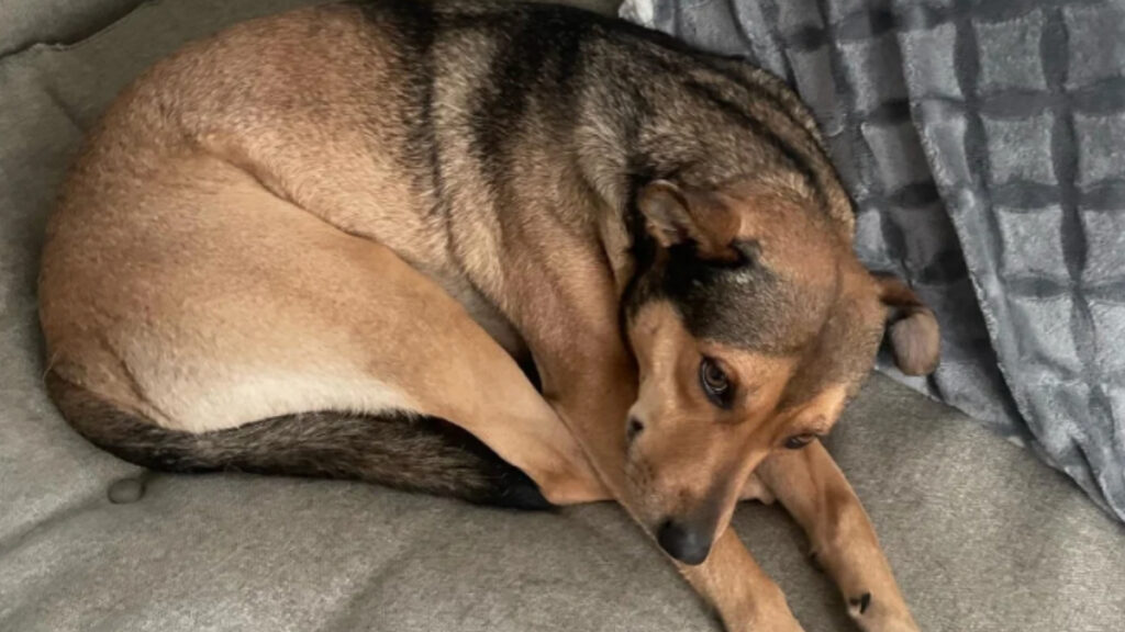 California Man Finds His Rescue Dog on Google Street View in Mexico: ‘I Immediately Screamed’ California Man Finds His Rescue Dog on Google Street View in Mexico