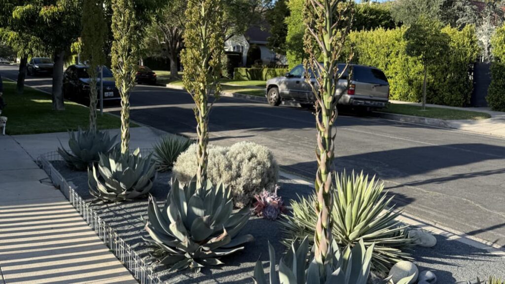 California Man Replants Entire Front Yard, Only for Death Blooms to Emerge From New Agaves: ‘I’d Be Livid’ California Man Replants Entire Front Yard, Only for Death Blooms to Emerge From New Agaves