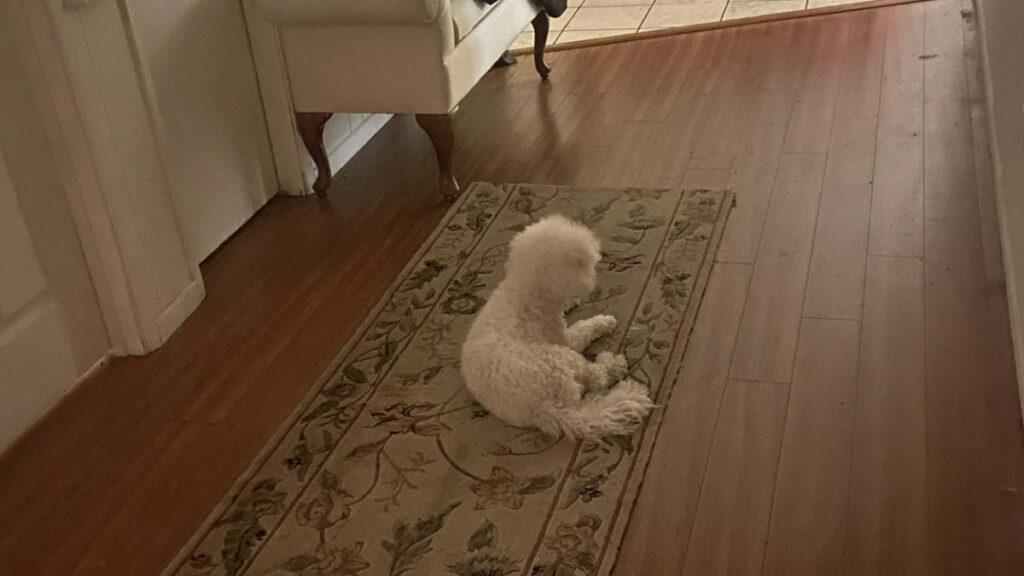 Dog Left in Hallway