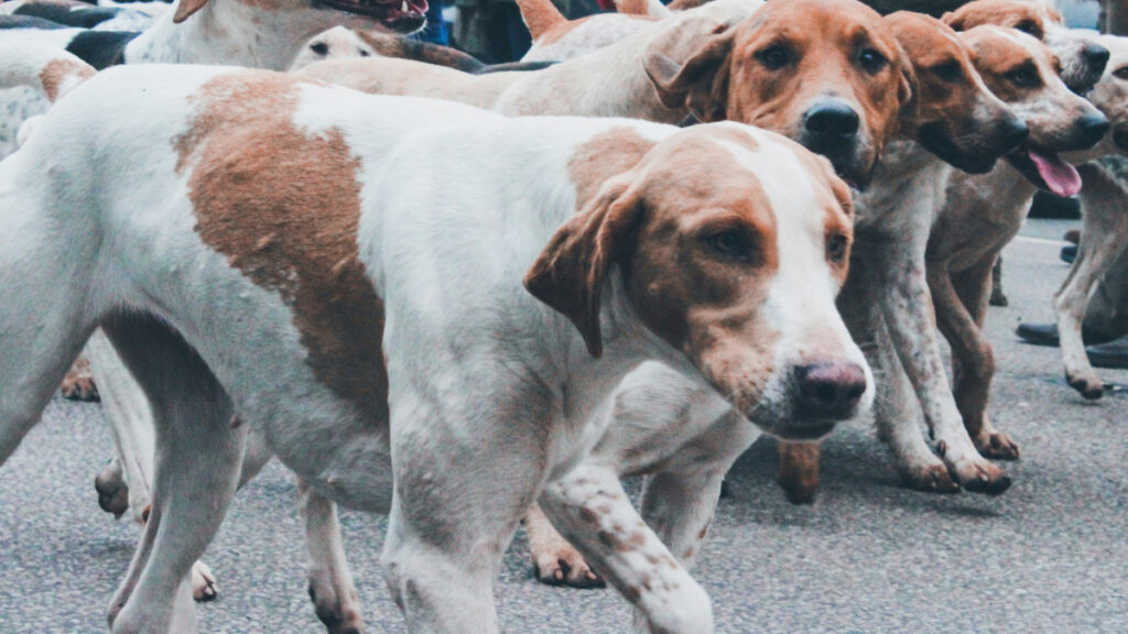 Group of dogs on a street