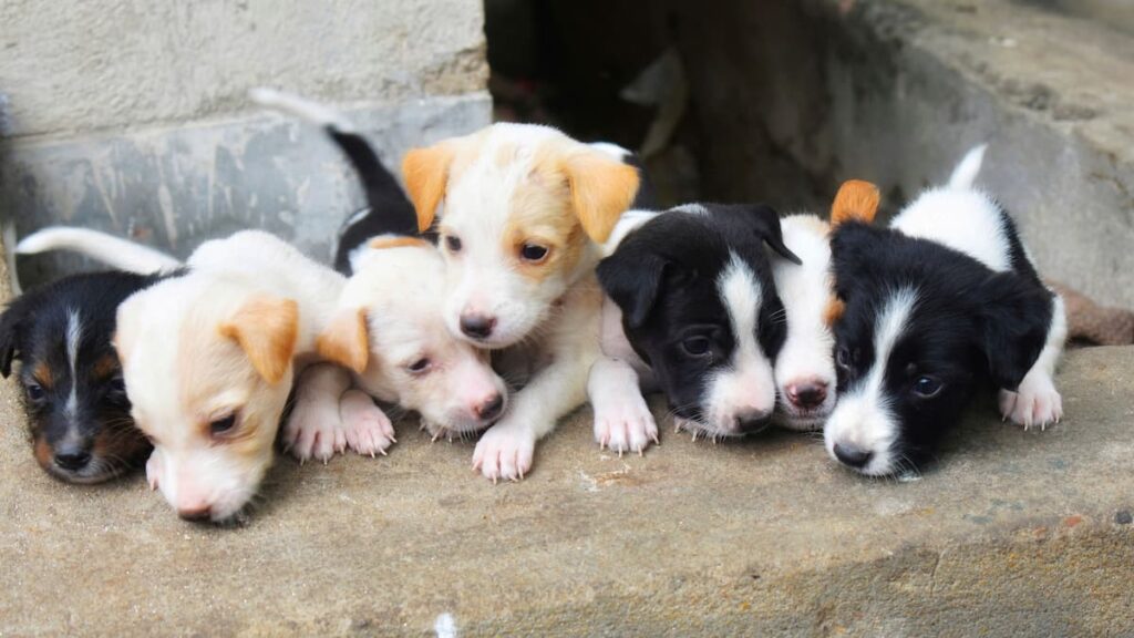Puppies
