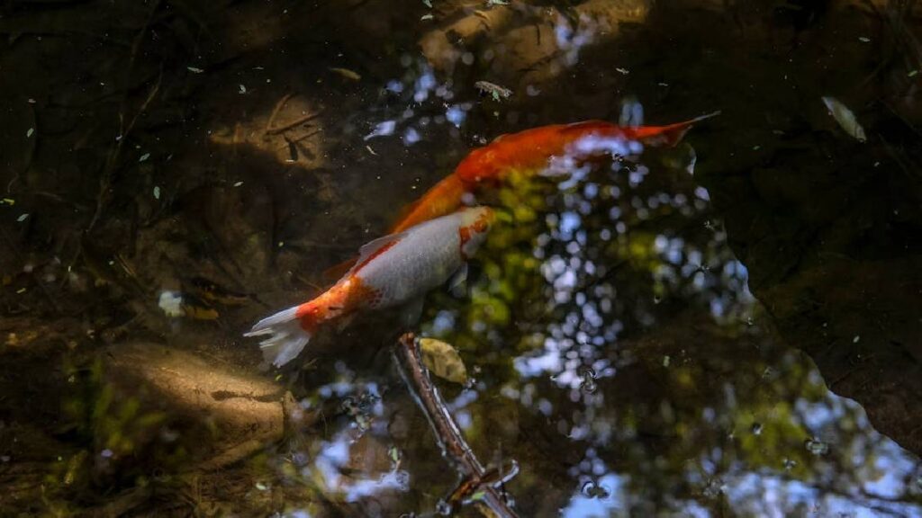 California Koi Pond Fishing