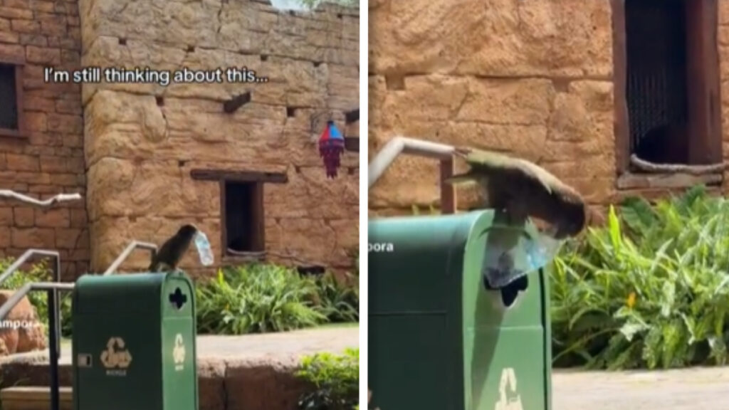 Viral Disney World Video Shows Crow Dropping Bottle Into Recycling Bin