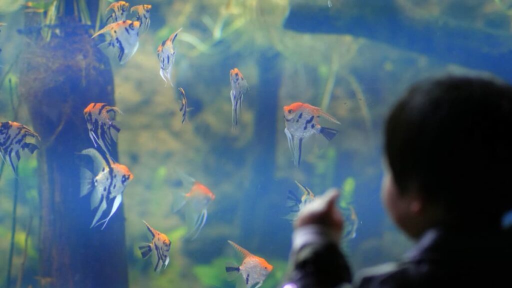 Angry Massachusetts Parent Slams Doctor After Fish Tank Is Replaced With iPad in Waiting Room: ‘The Delusion Is Strong’ Kid looking at fish tank