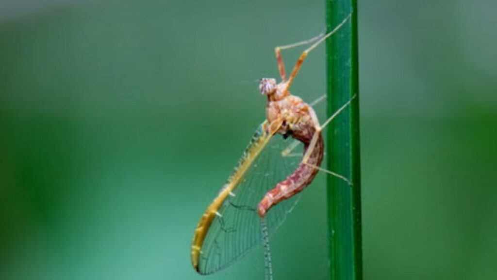 Michigan Workplace Overrun by Mayflies in Viral Reddit Photos ‘Wish I was joking’