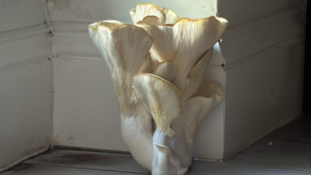 NYC Woman Finds Giant Mushroom Under Bed After Breathing Problems: ‘Something Out of a Horror Movie’ mushroom growing in bedroom